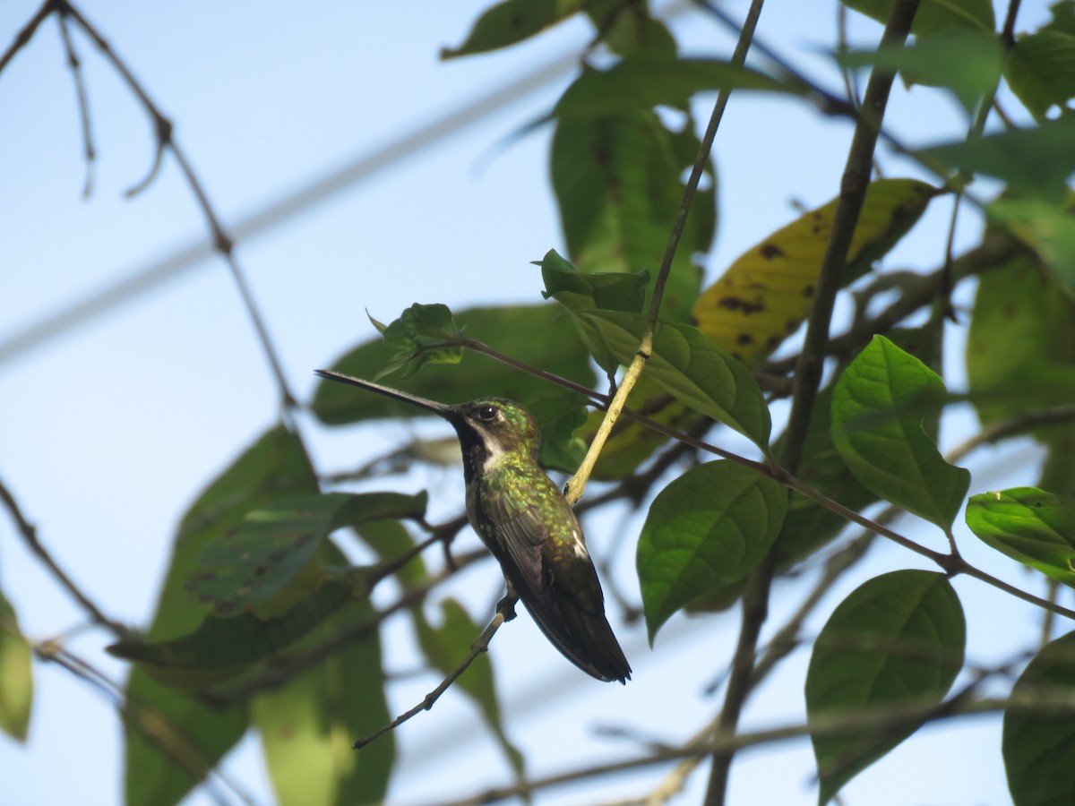 Colibrí Piquilargo - ML232585631