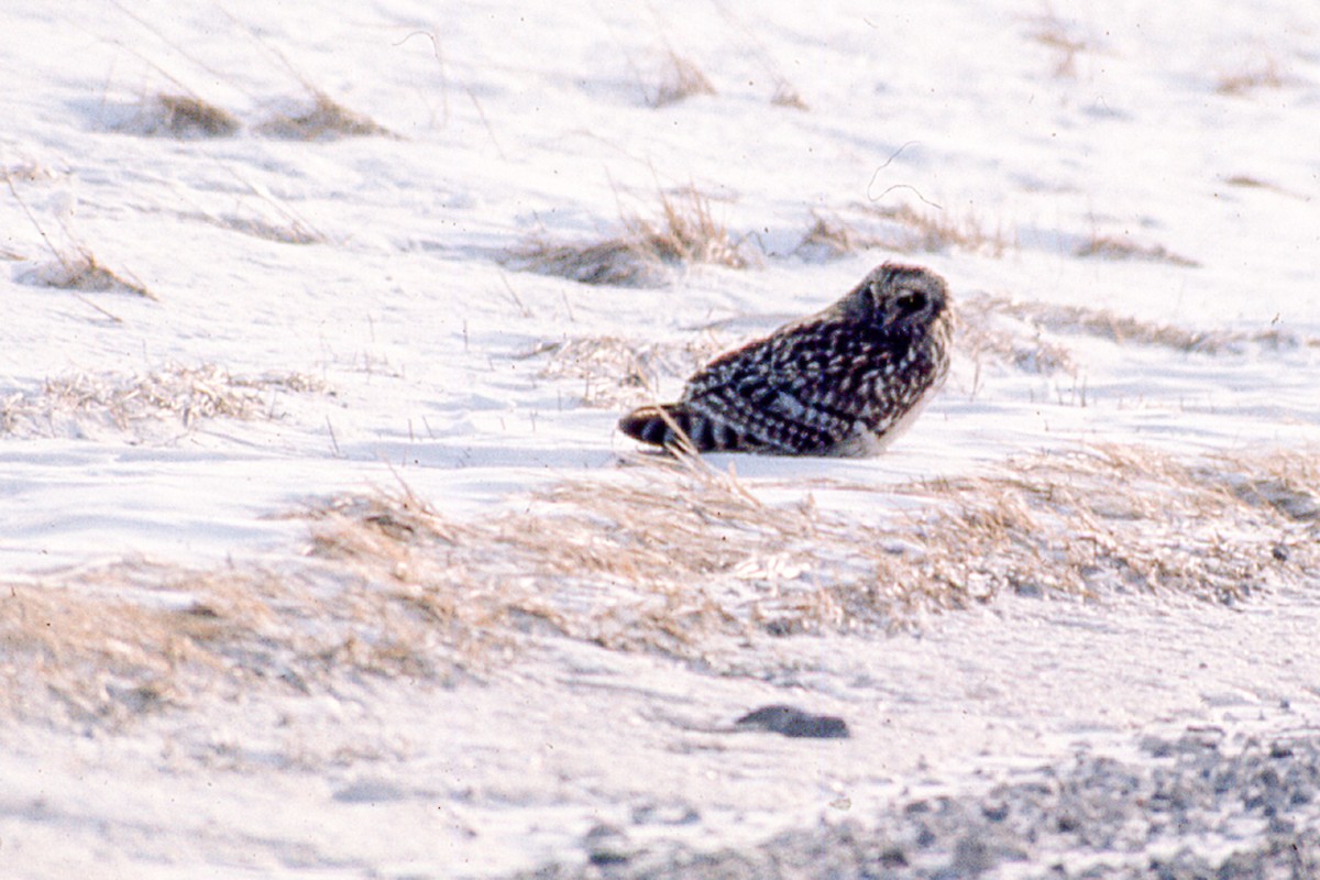 Short-eared Owl - ML232586371