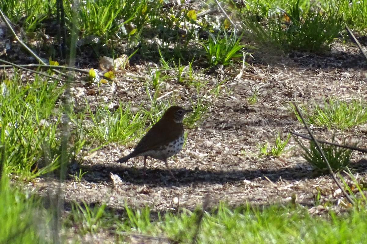 Wood Thrush - ML232587031