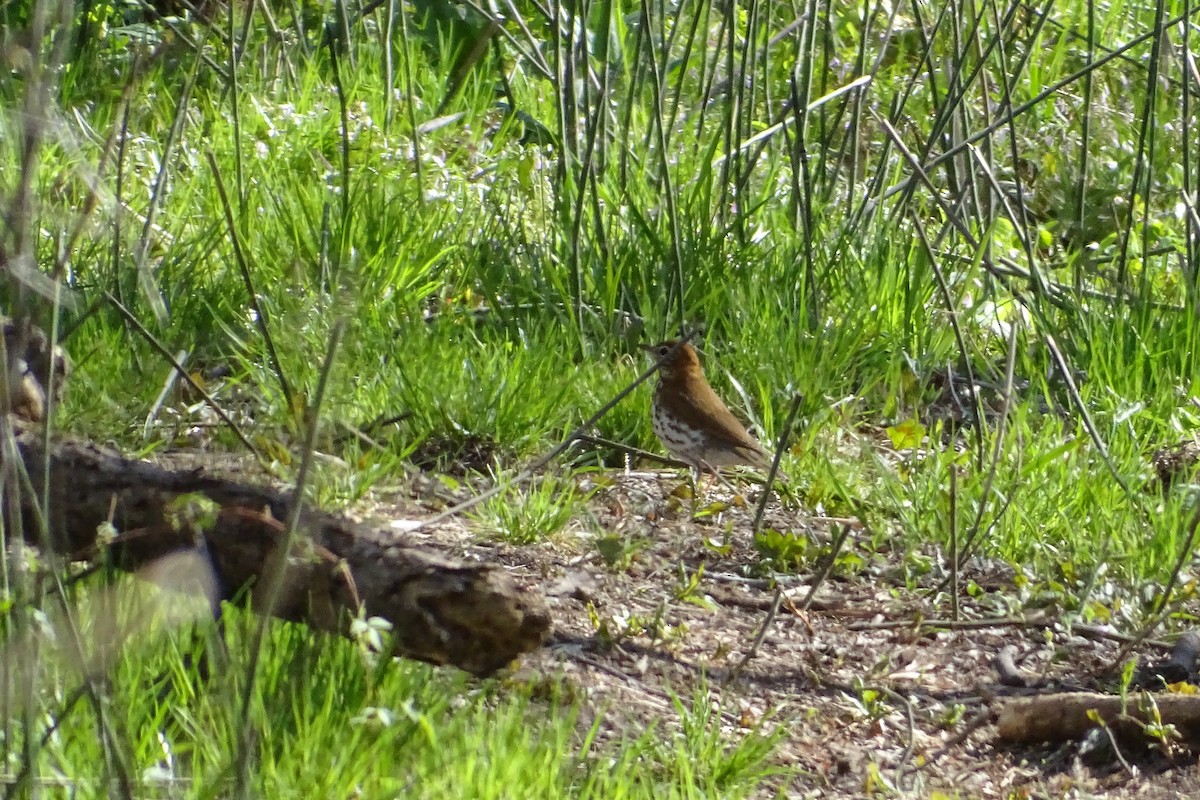 Wood Thrush - ML232587041