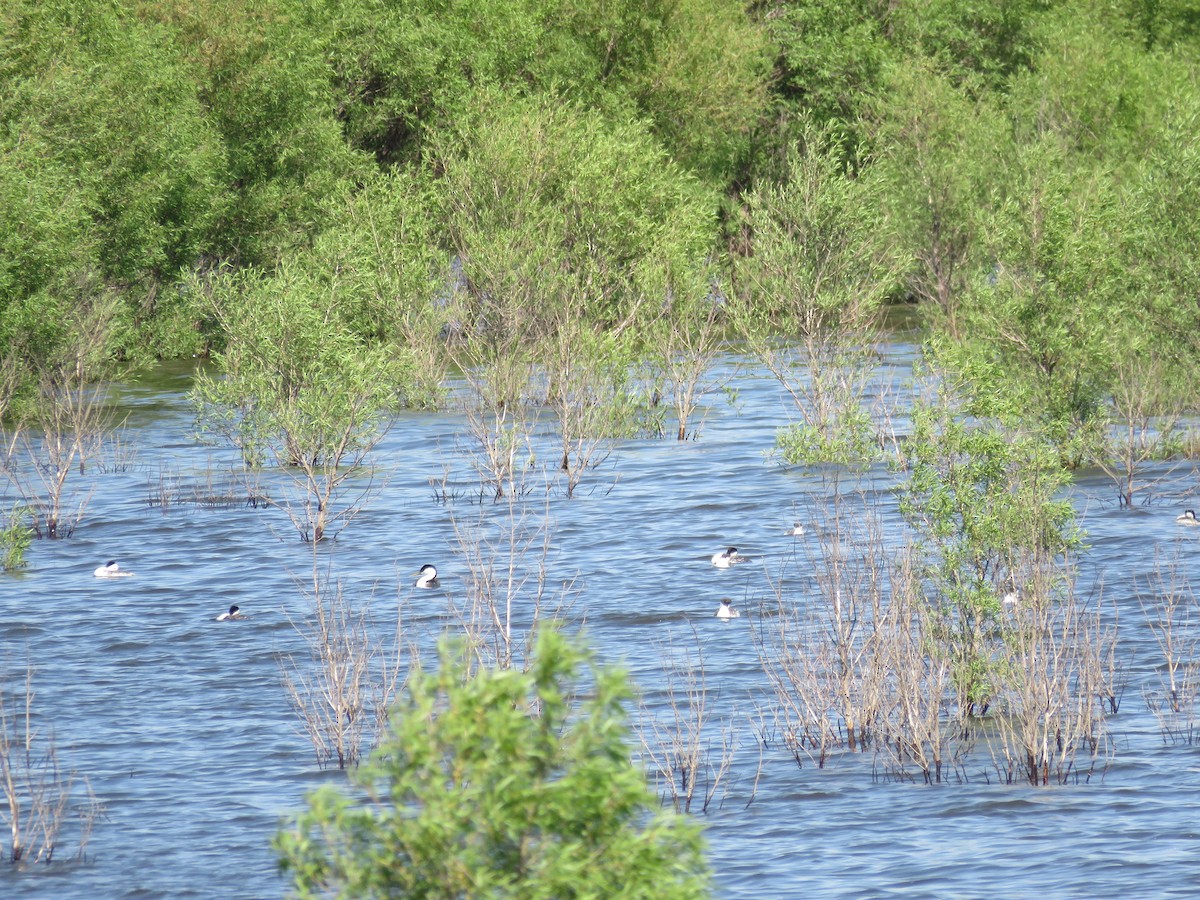 Western/Clark's Grebe - ML232587731