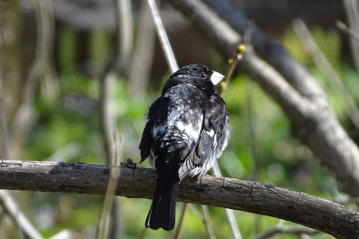 Rose-breasted Grosbeak - ML232587771