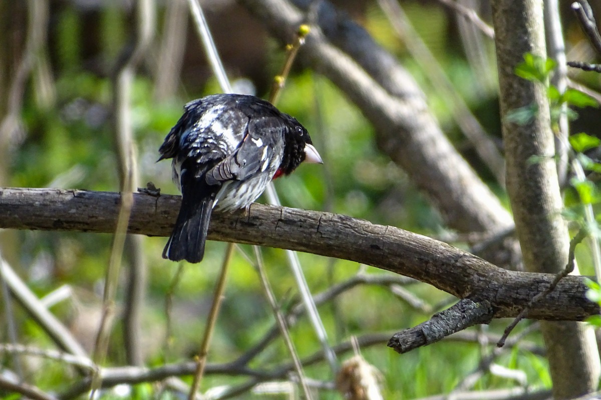 Rose-breasted Grosbeak - ML232587791