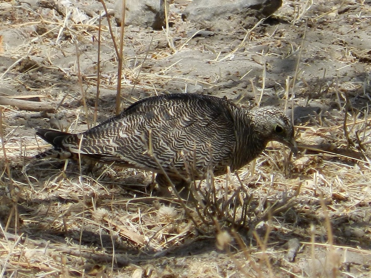 Lichtenstein's Sandgrouse - Richard Jeffers