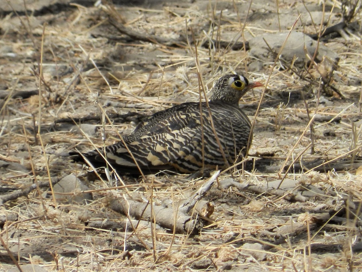 Lichtenstein's Sandgrouse - Richard Jeffers