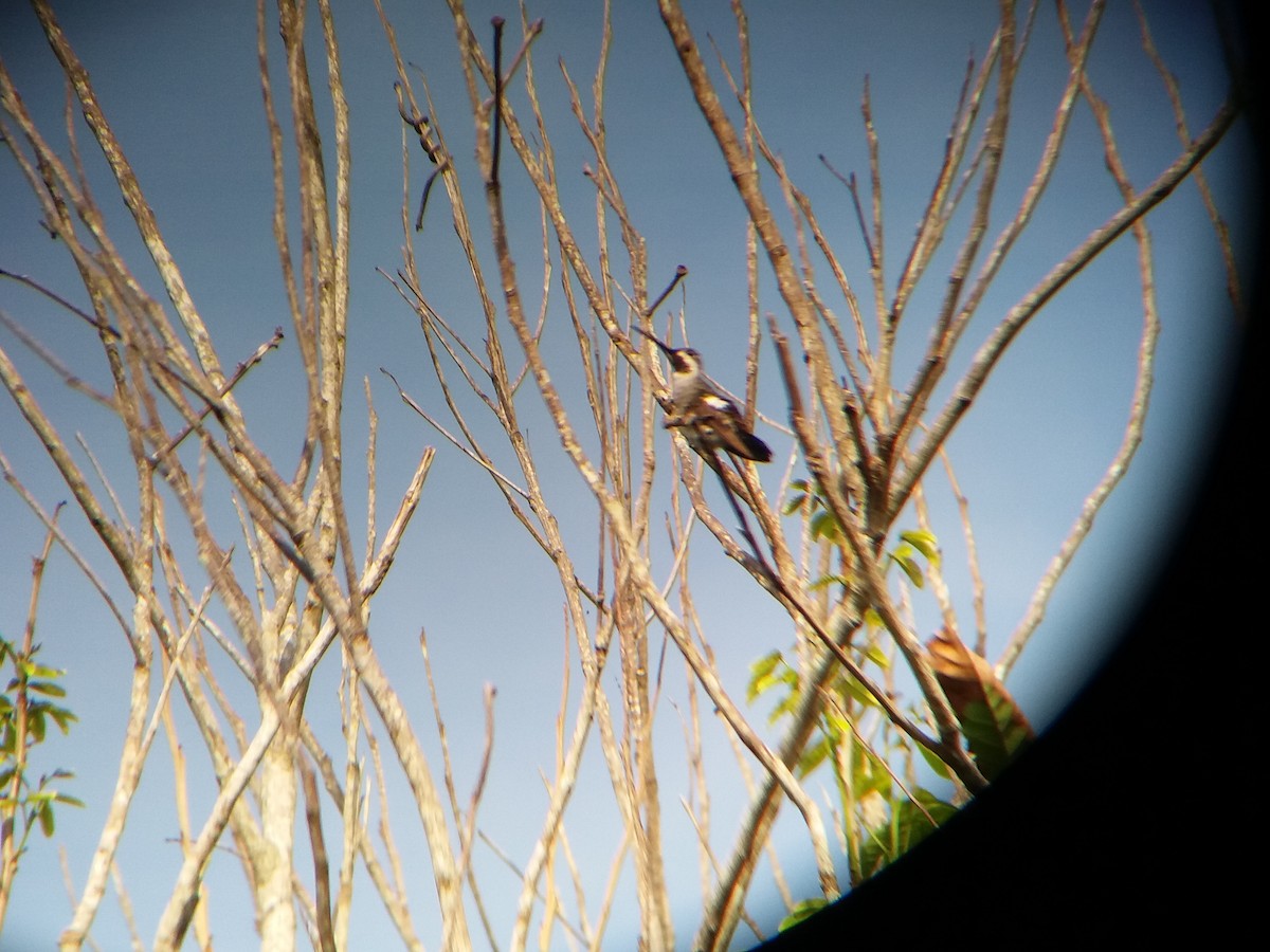 Long-billed Starthroat - ML232589431
