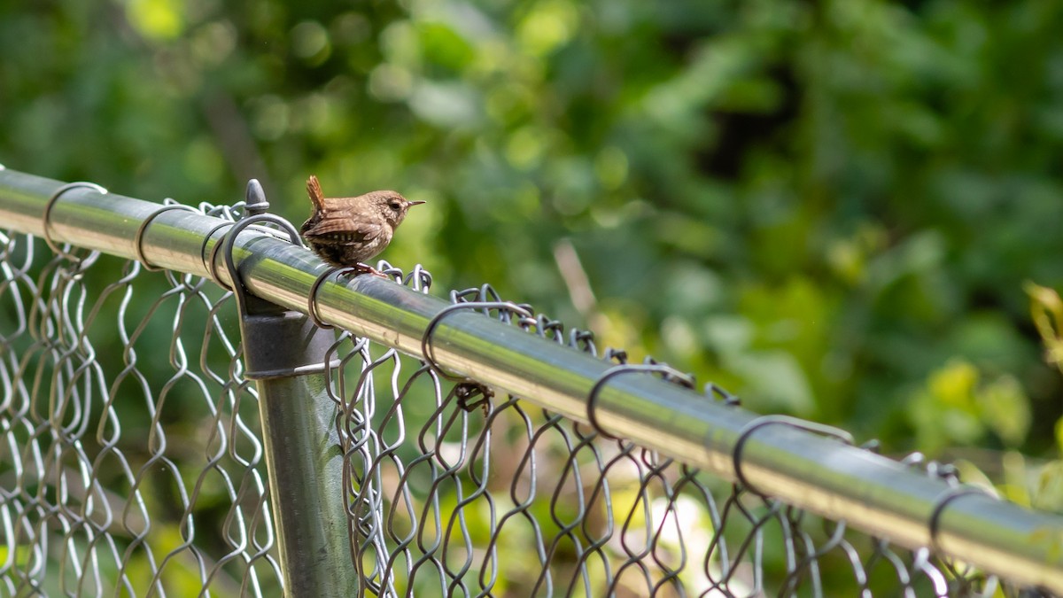 Winter Wren - ML232590031