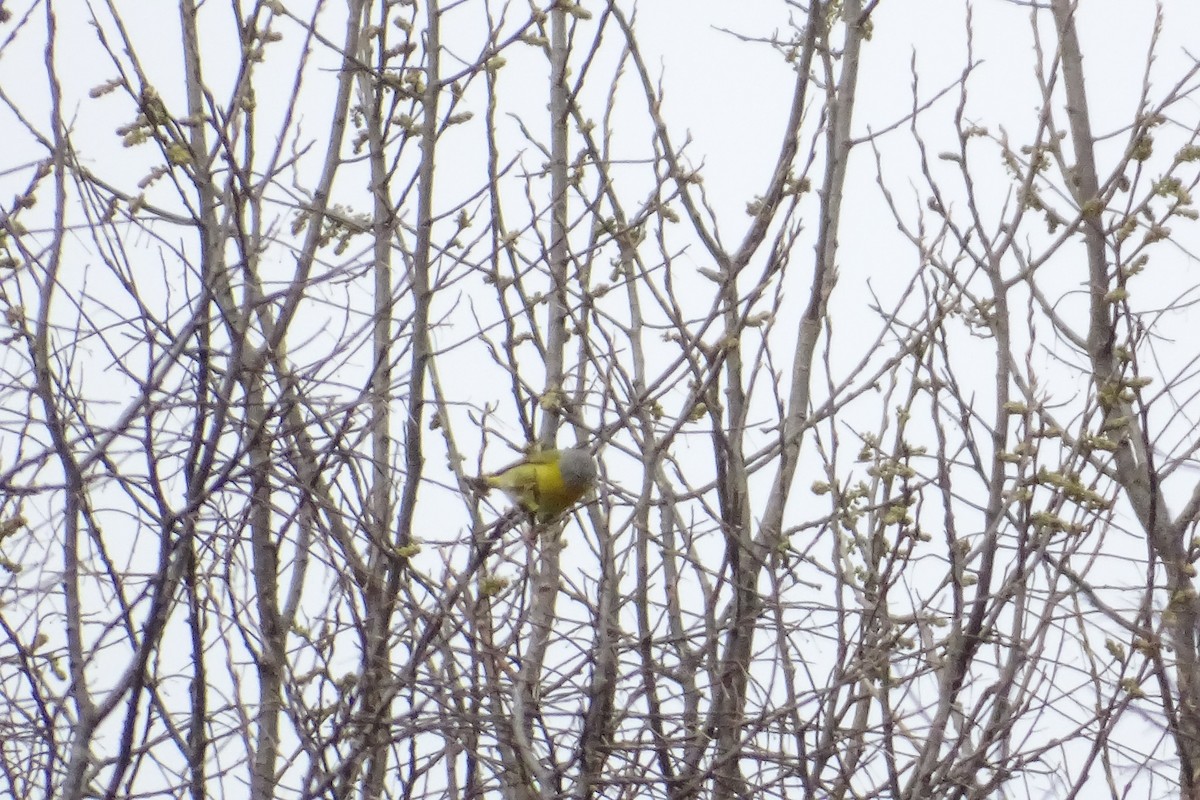 Nashville Warbler - ML232590221