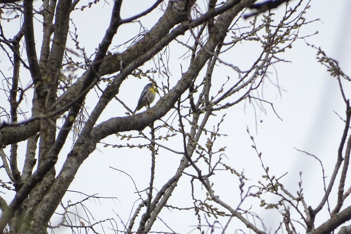 Northern Parula - ML232590541