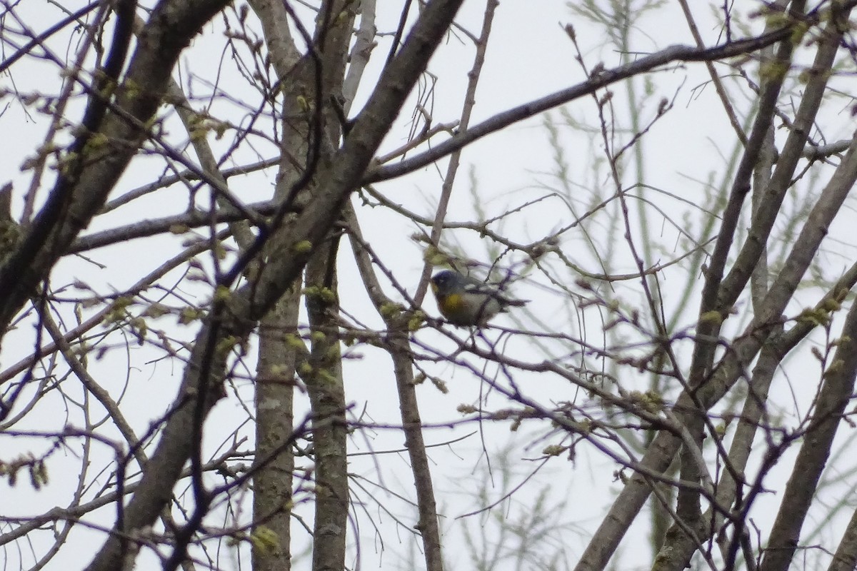 Northern Parula - ML232590551
