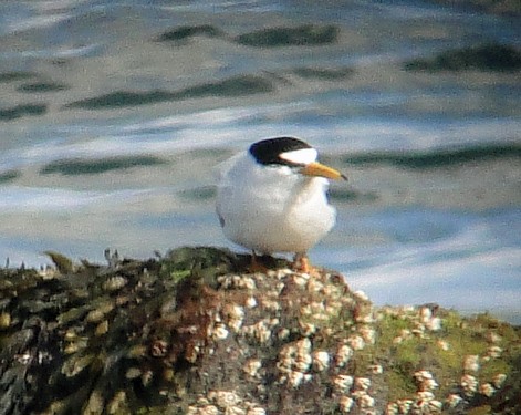 Least Tern - ML232591951