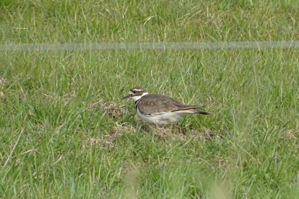 Killdeer - Matt Plank