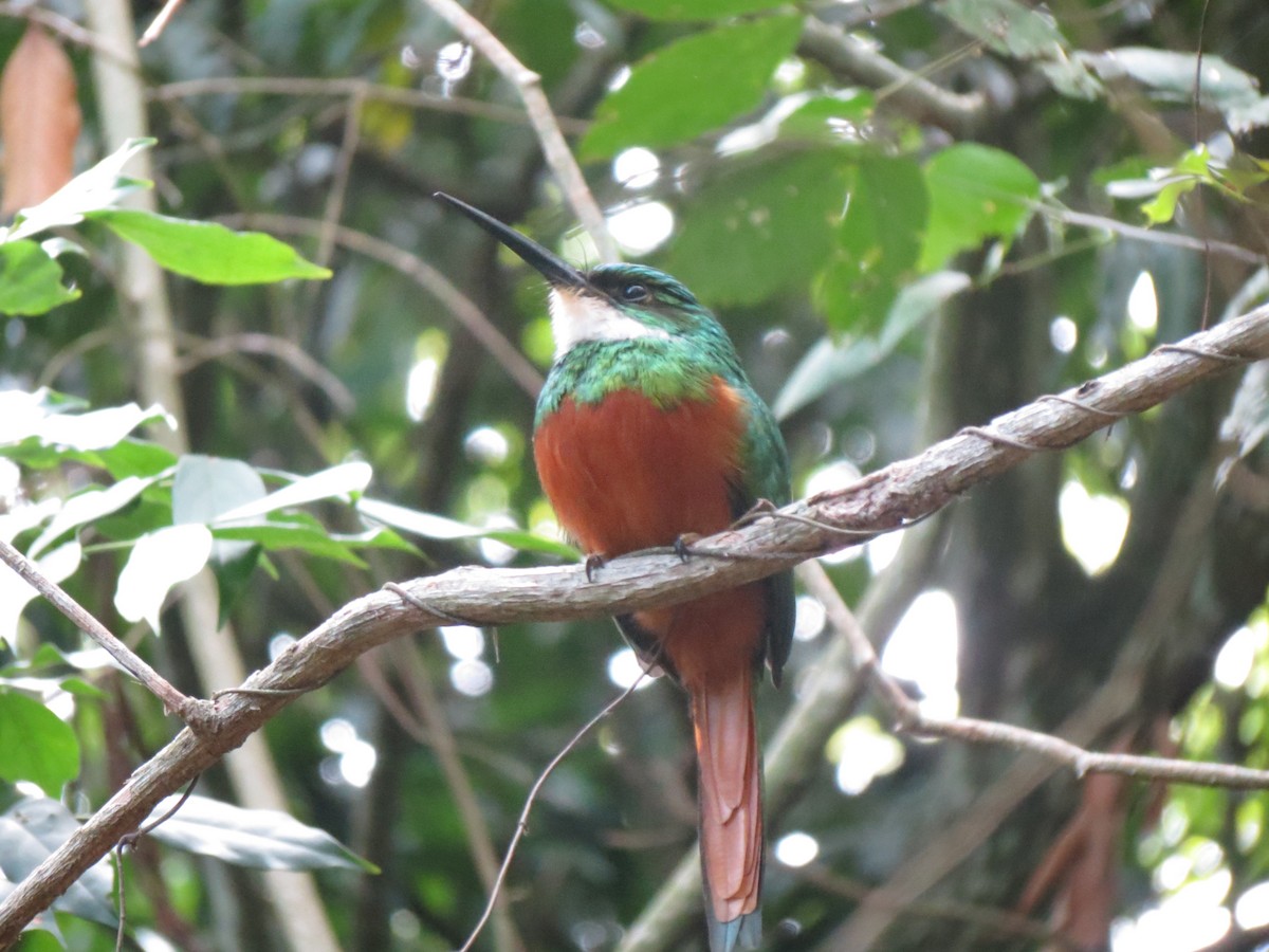 Rufous-tailed Jacamar - ML232593141