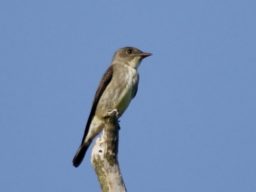 Olive-sided Flycatcher - ML232593851