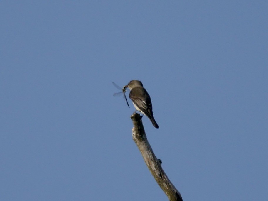 Olive-sided Flycatcher - Tammy Brown