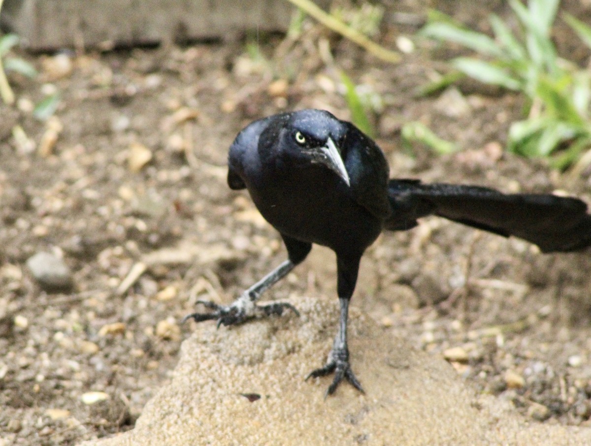 Great-tailed Grackle - ML232594041