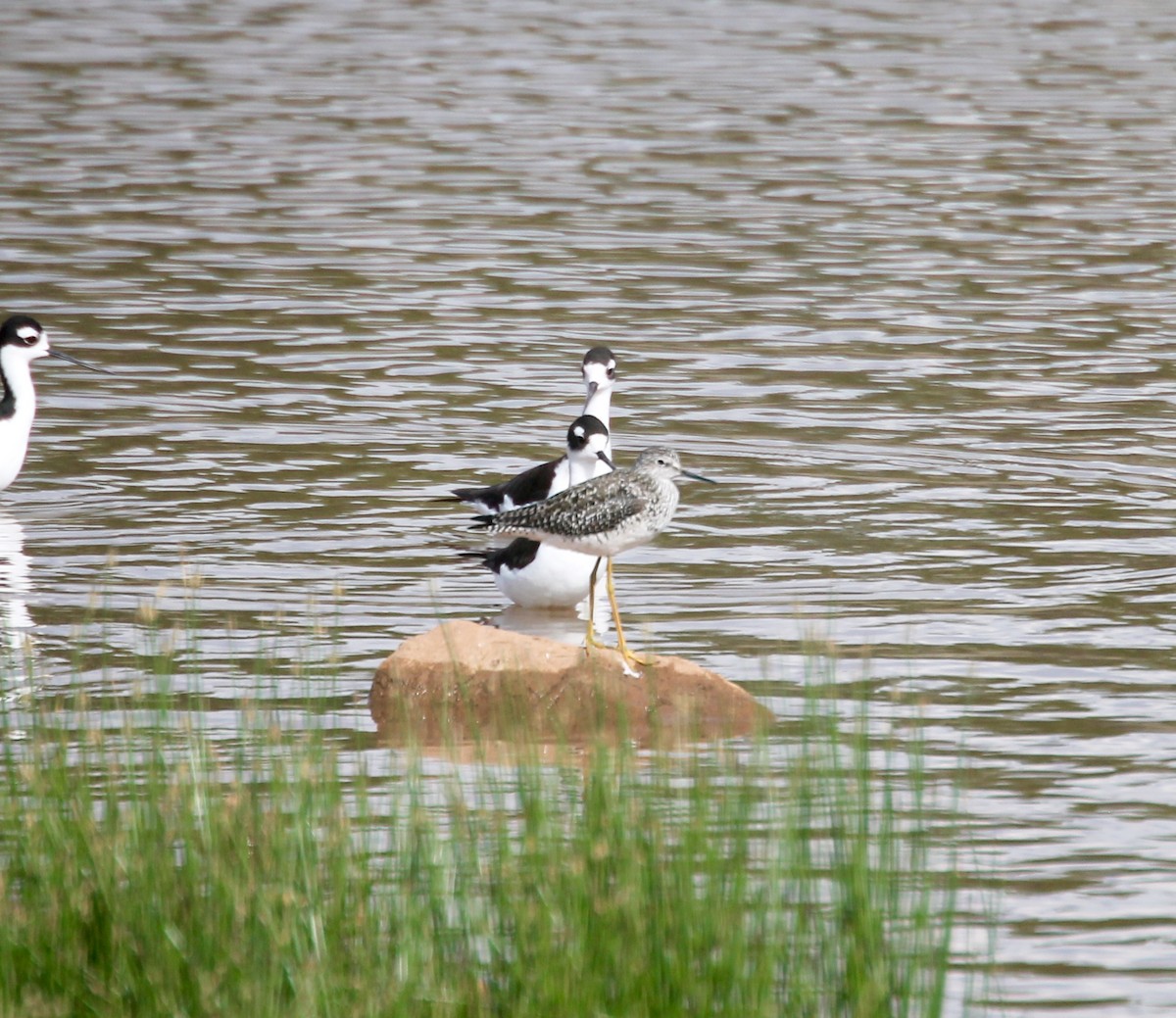 Lesser Yellowlegs - ML232594661