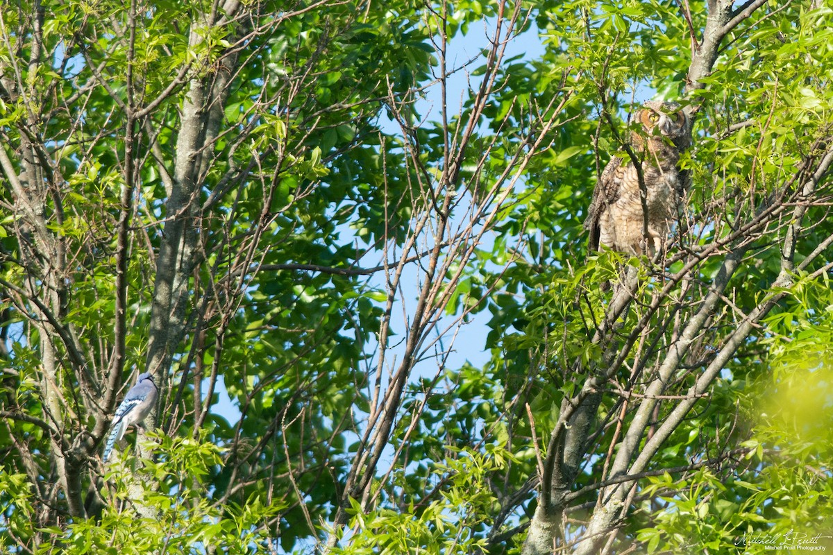 Great Horned Owl - ML232594921