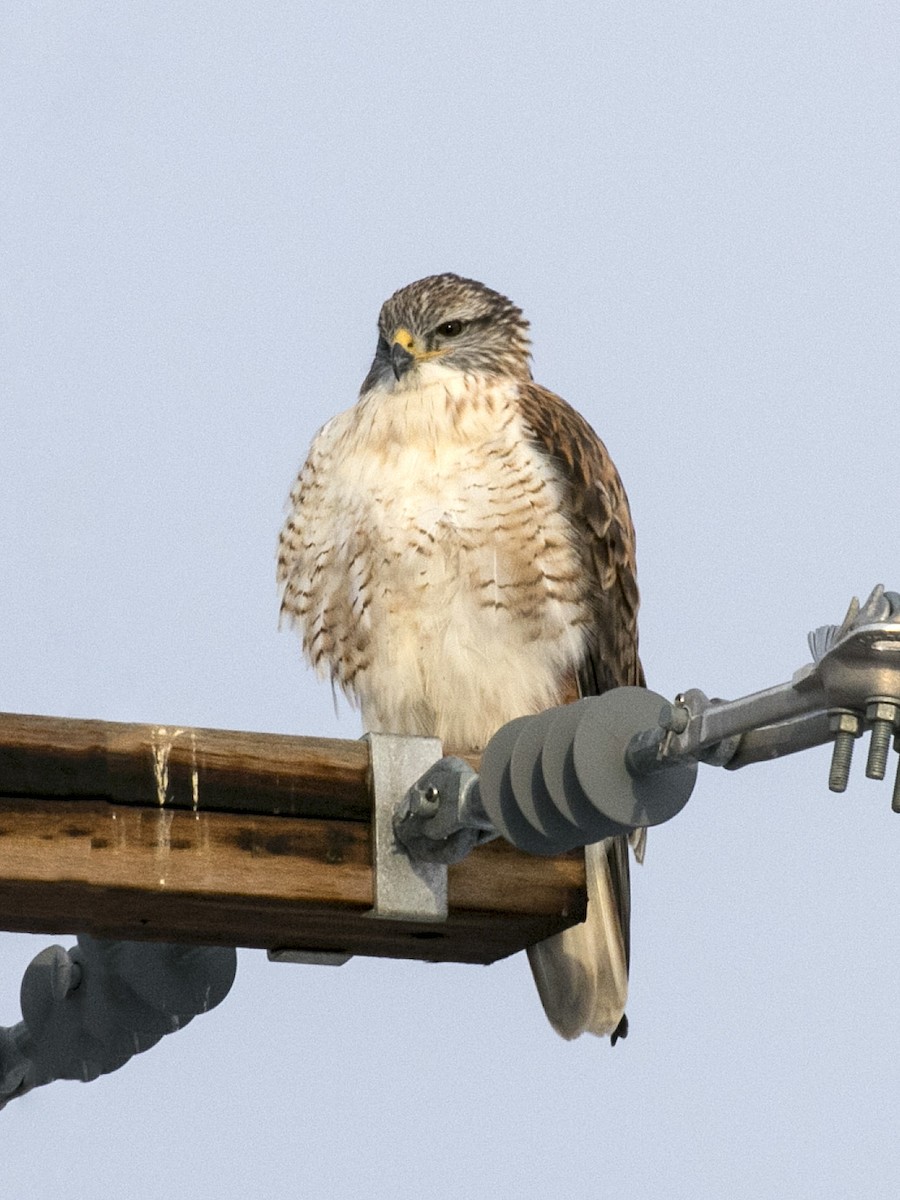 Ferruginous Hawk - Nate Kohler