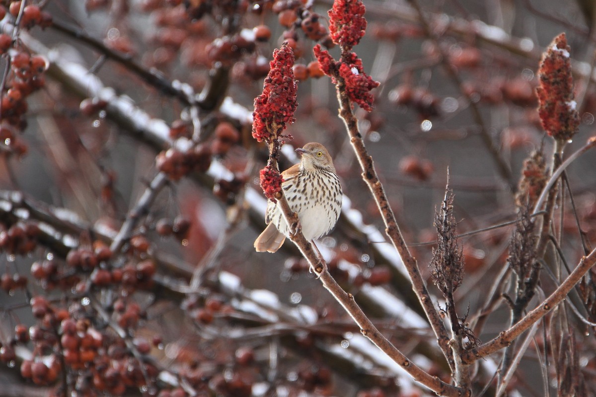 Brown Thrasher - ML23259611