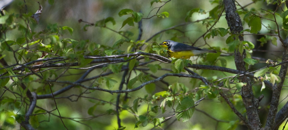 Canada Warbler - Robert Sebring