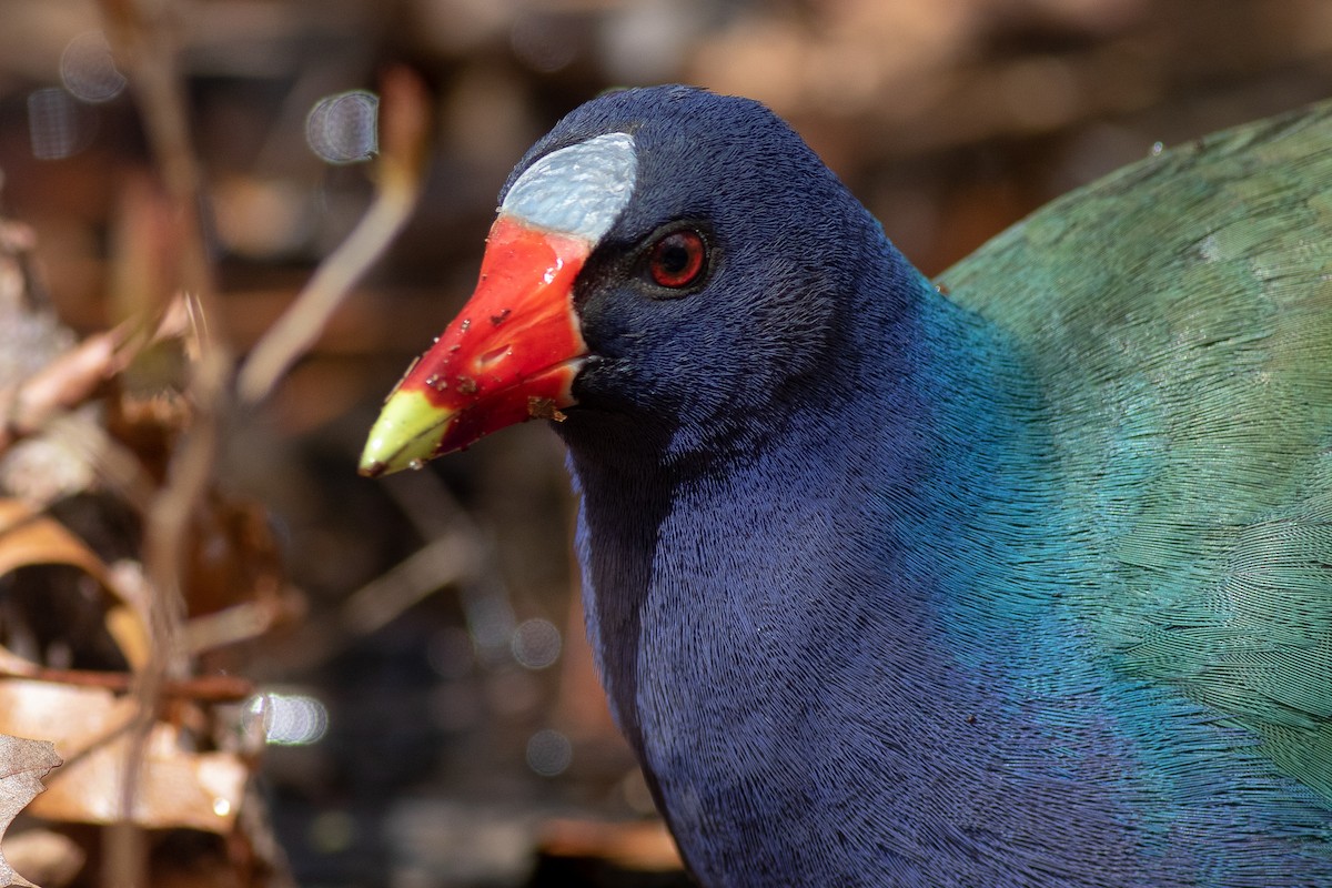 Purple Gallinule - ML232598721