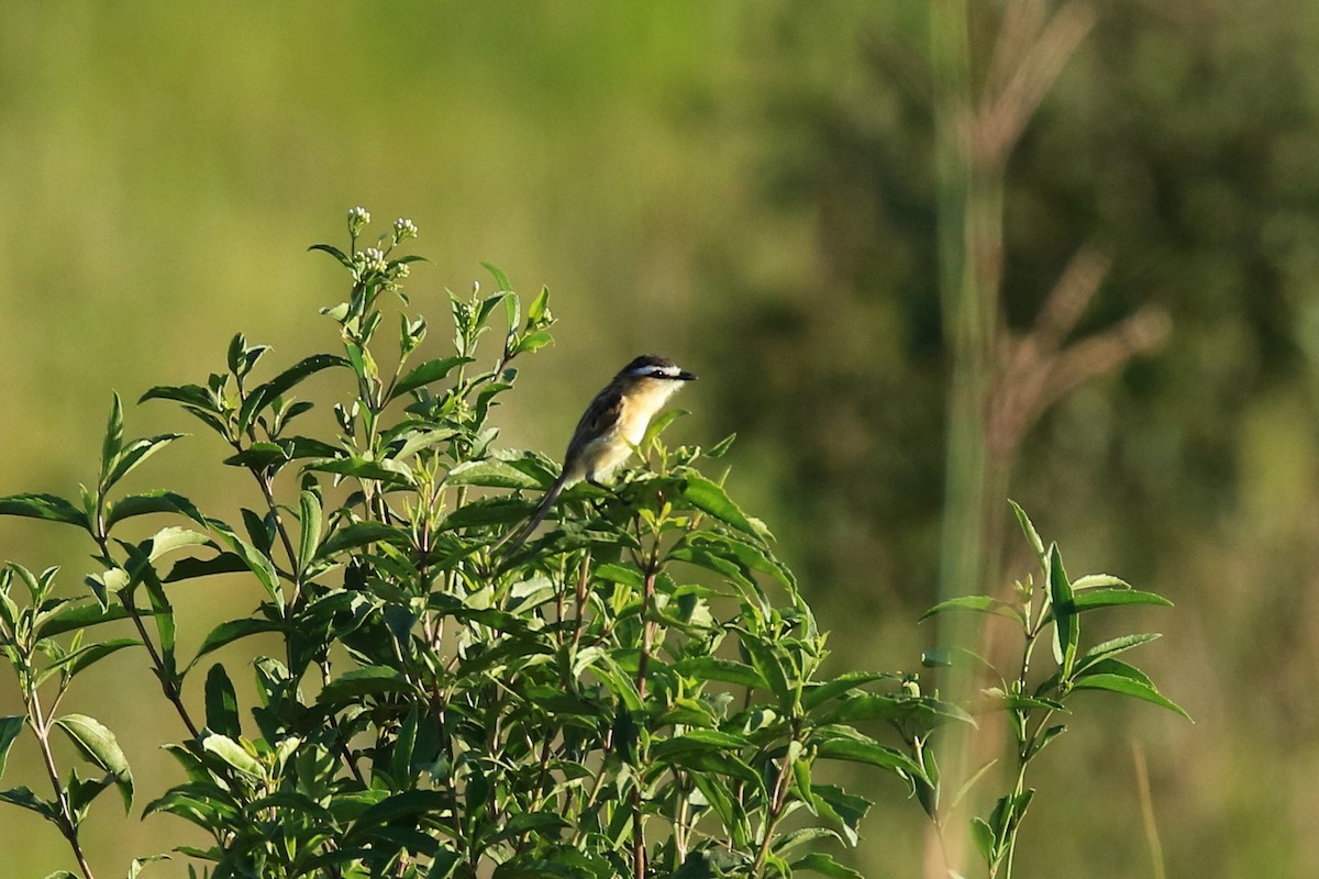 Sharp-tailed Tyrant - ML23259901