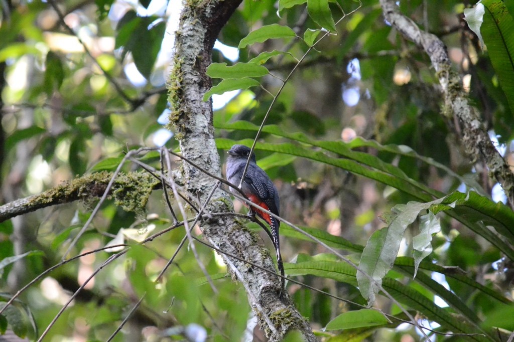 trogon modrotemenný - ML23259921