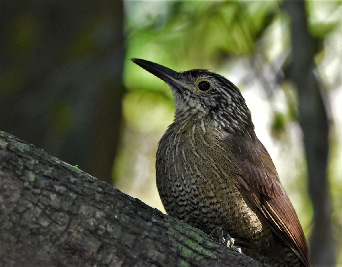 Planalto Woodcreeper - ML232599741