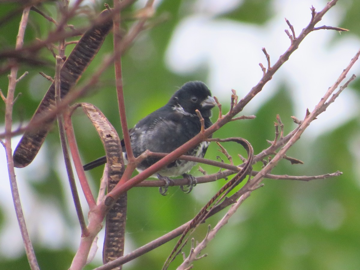 Variable Seedeater - ML232599831
