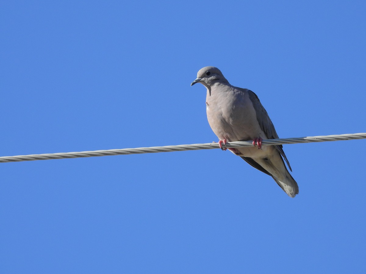 Eared Dove - Diego Espinoza Abuerdene