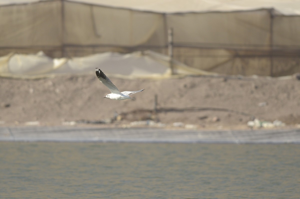 Andean Gull - Jorge claudio fuentes figueroa