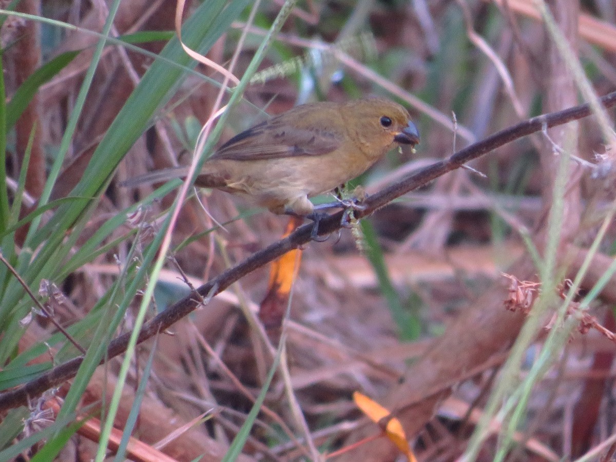 Variable Seedeater - ML232600721