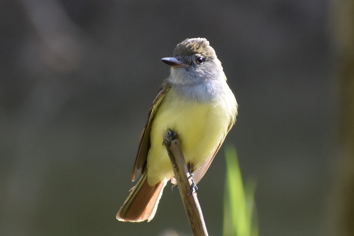 Great Crested Flycatcher - ML232601371