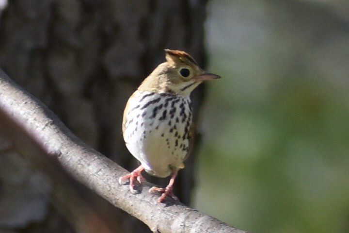 Ovenbird - ML232601551