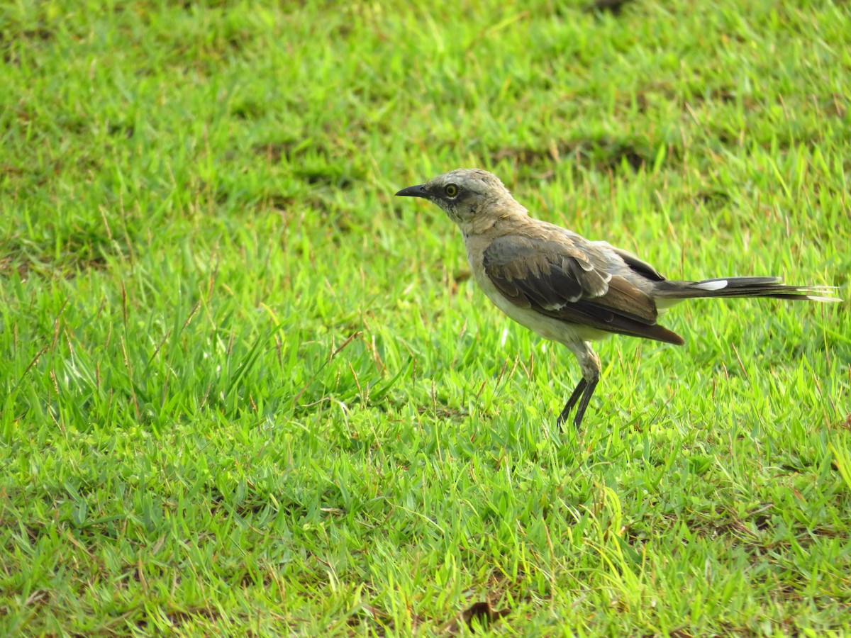 Tropical Mockingbird - ML232603391