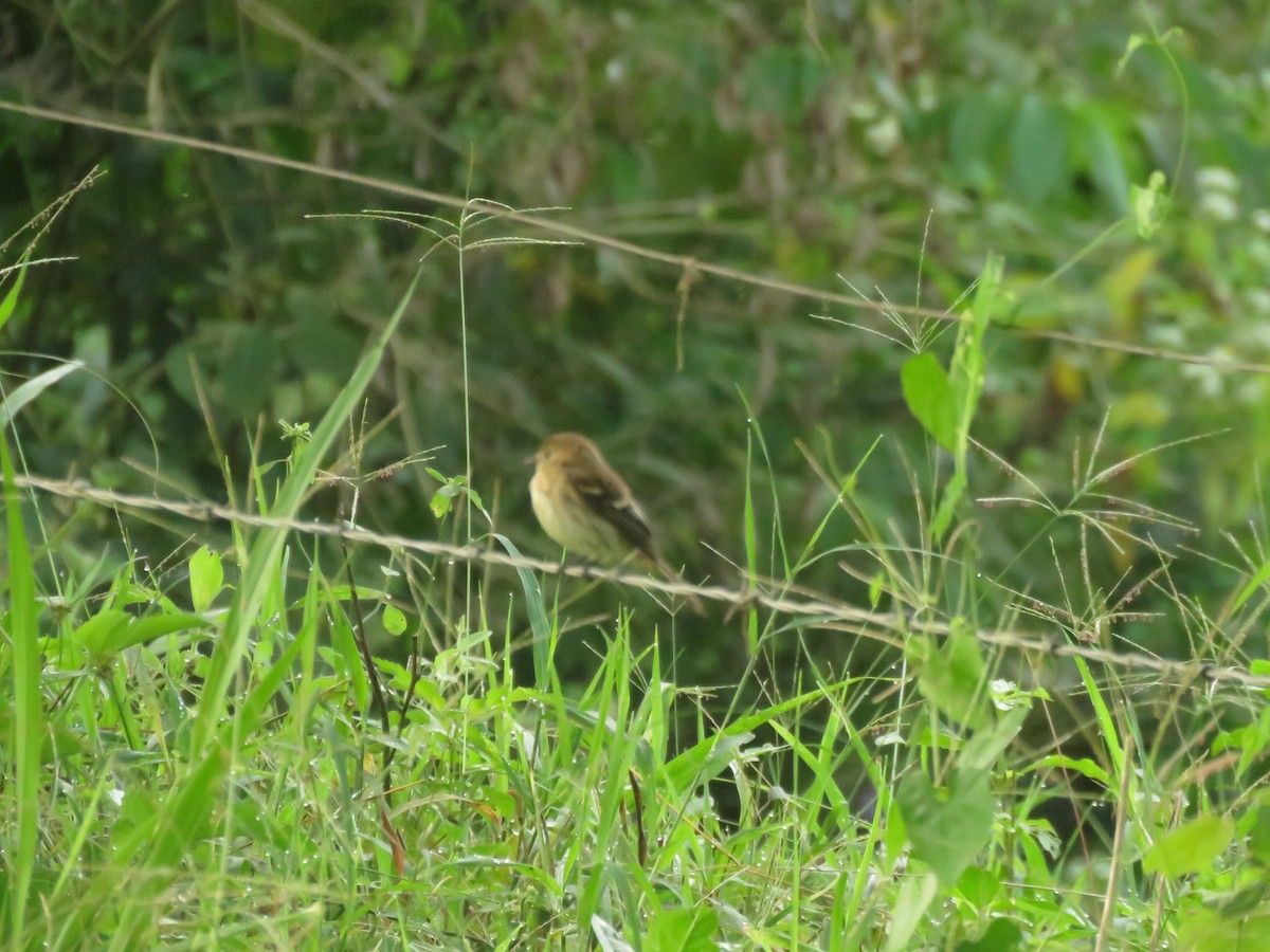 Bran-colored Flycatcher - oswaldo Toro Valencia