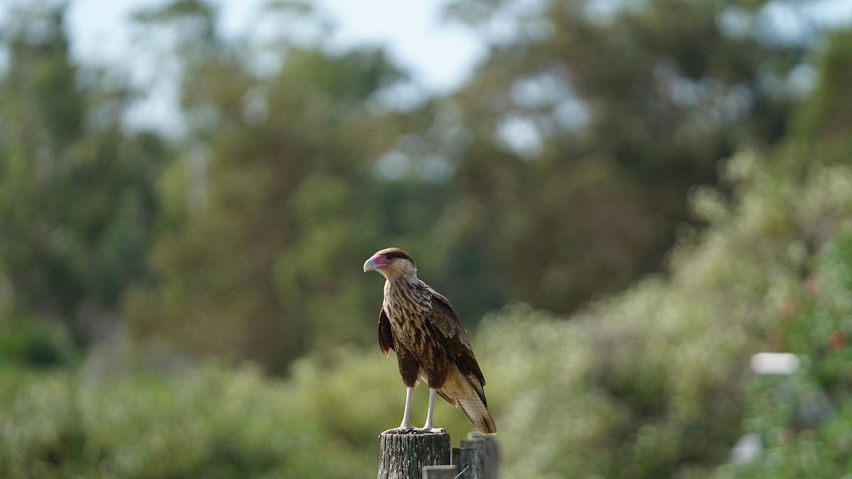 Crested Caracara (Southern) - ML232604301