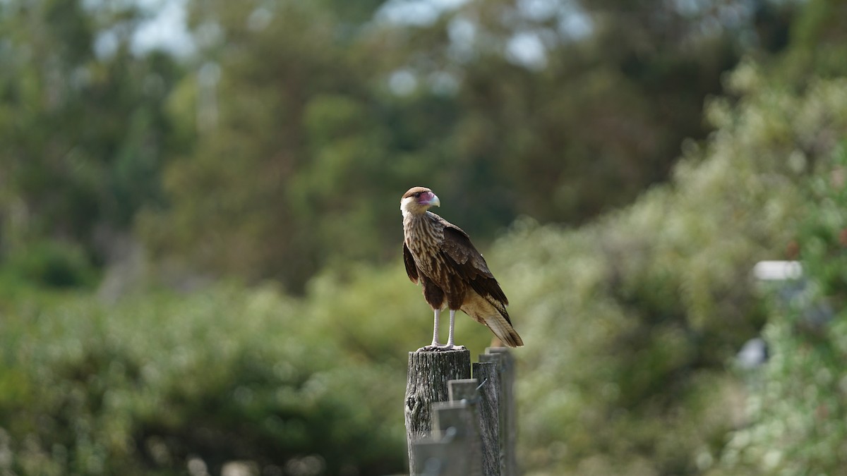 Crested Caracara (Southern) - ML232605061