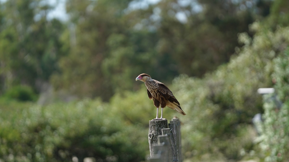 Crested Caracara (Southern) - ML232605621