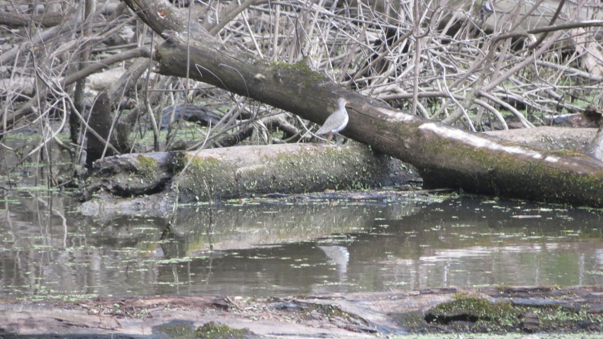 Spotted Sandpiper - ML232606711