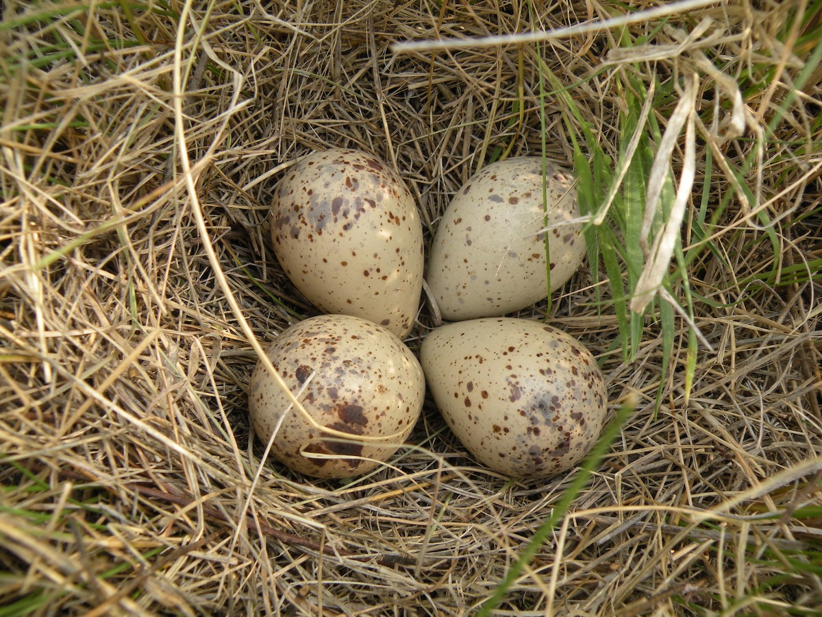 Upland Sandpiper - Alyssa DeRubeis