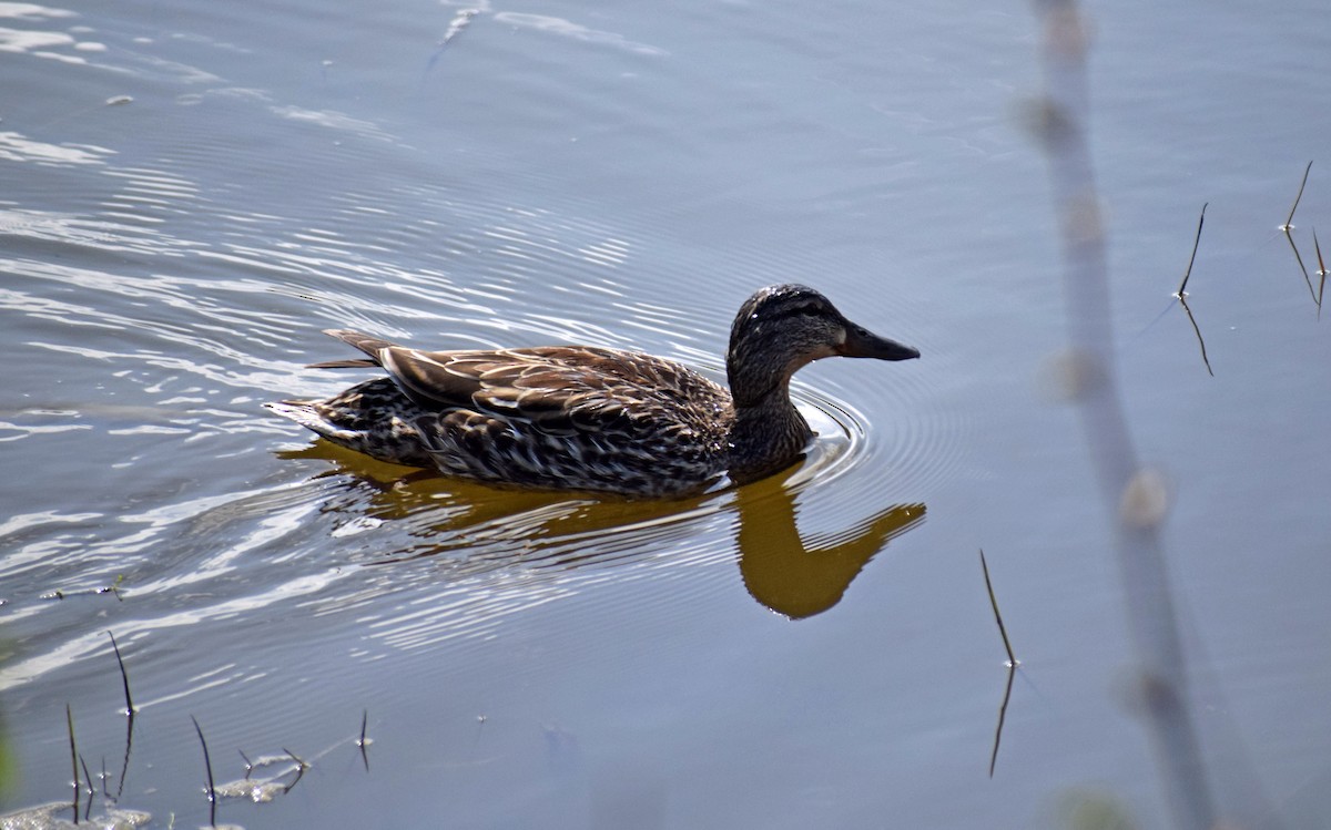 Northern Shoveler - ML232607231