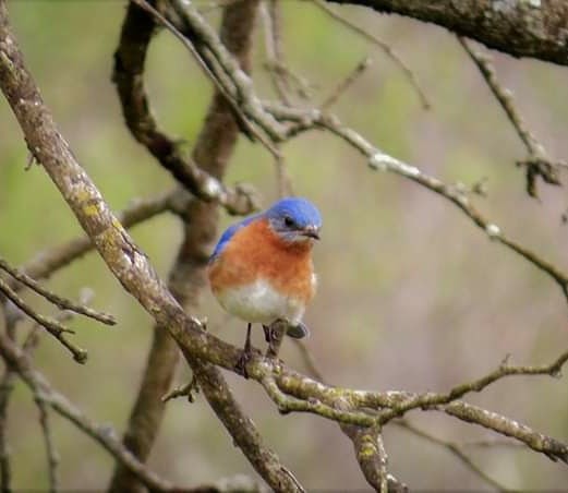 Eastern Bluebird - ML232607261