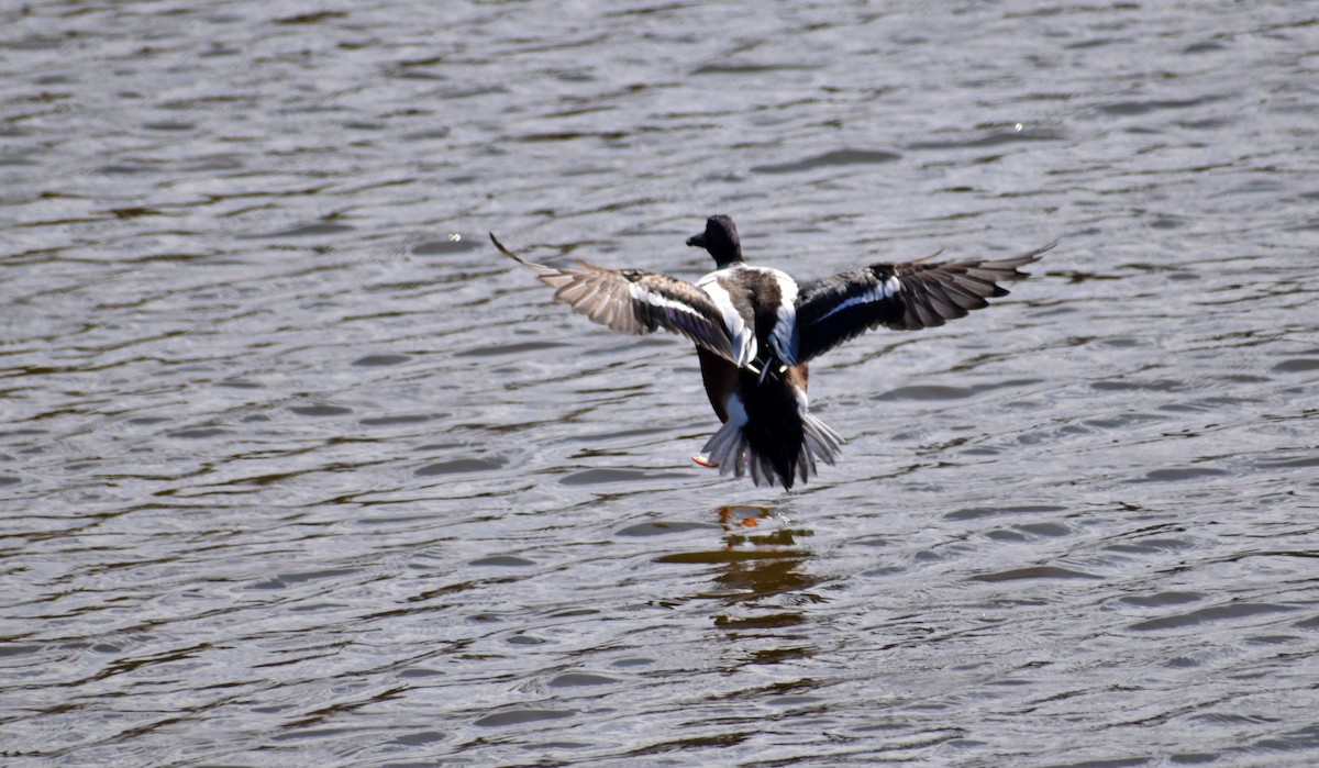 Northern Shoveler - ML232607321