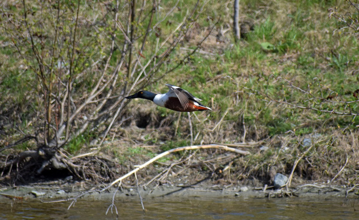 Northern Shoveler - ML232607401