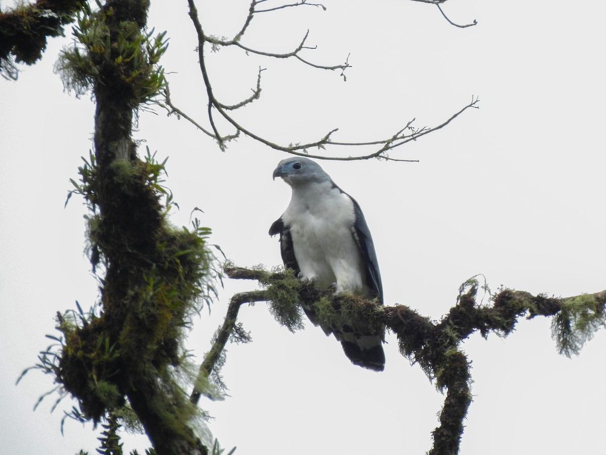 Gray-headed Kite - ML232607491