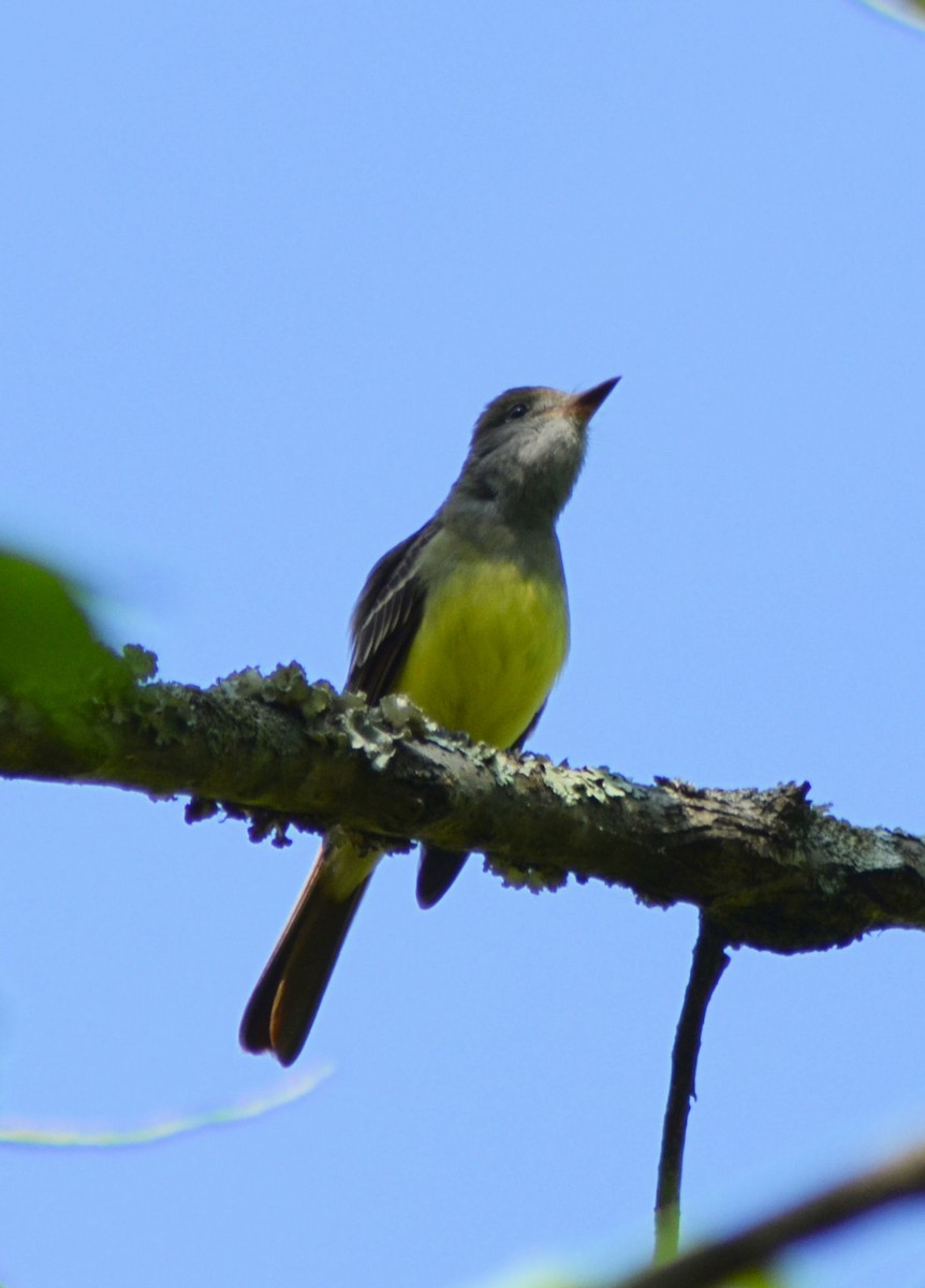 Great Crested Flycatcher - ML232609461