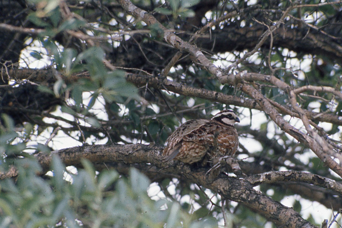 Northern Bobwhite - ML232609881