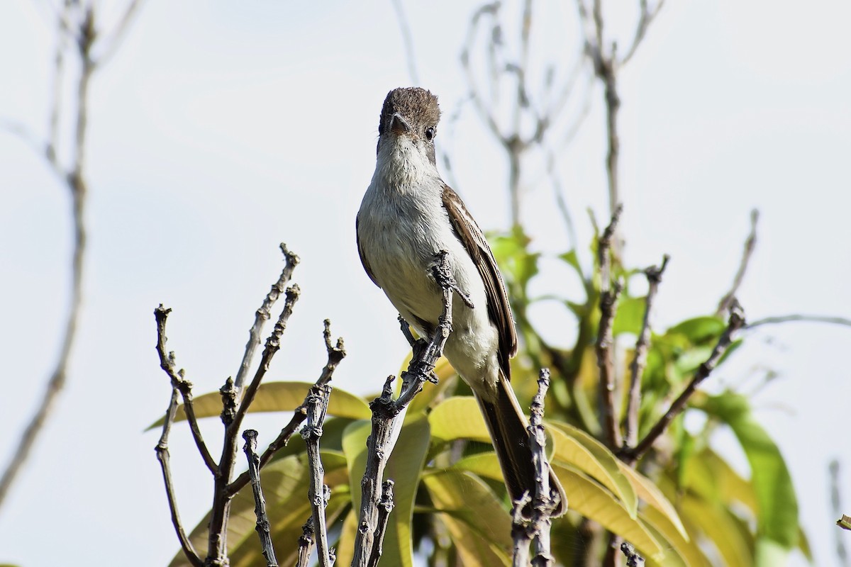 La Sagra's Flycatcher - ML232610411